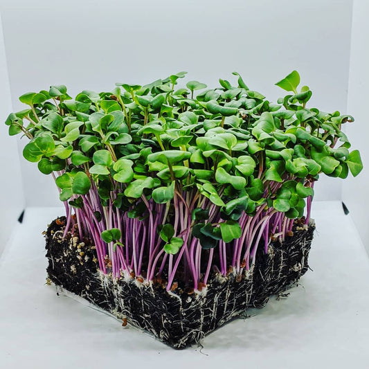 What are Microgreens and what’s the big deal?