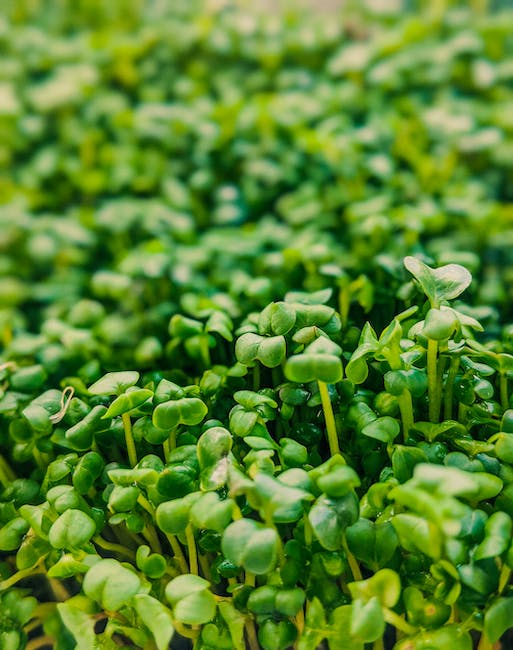 Broccoli Microgreens