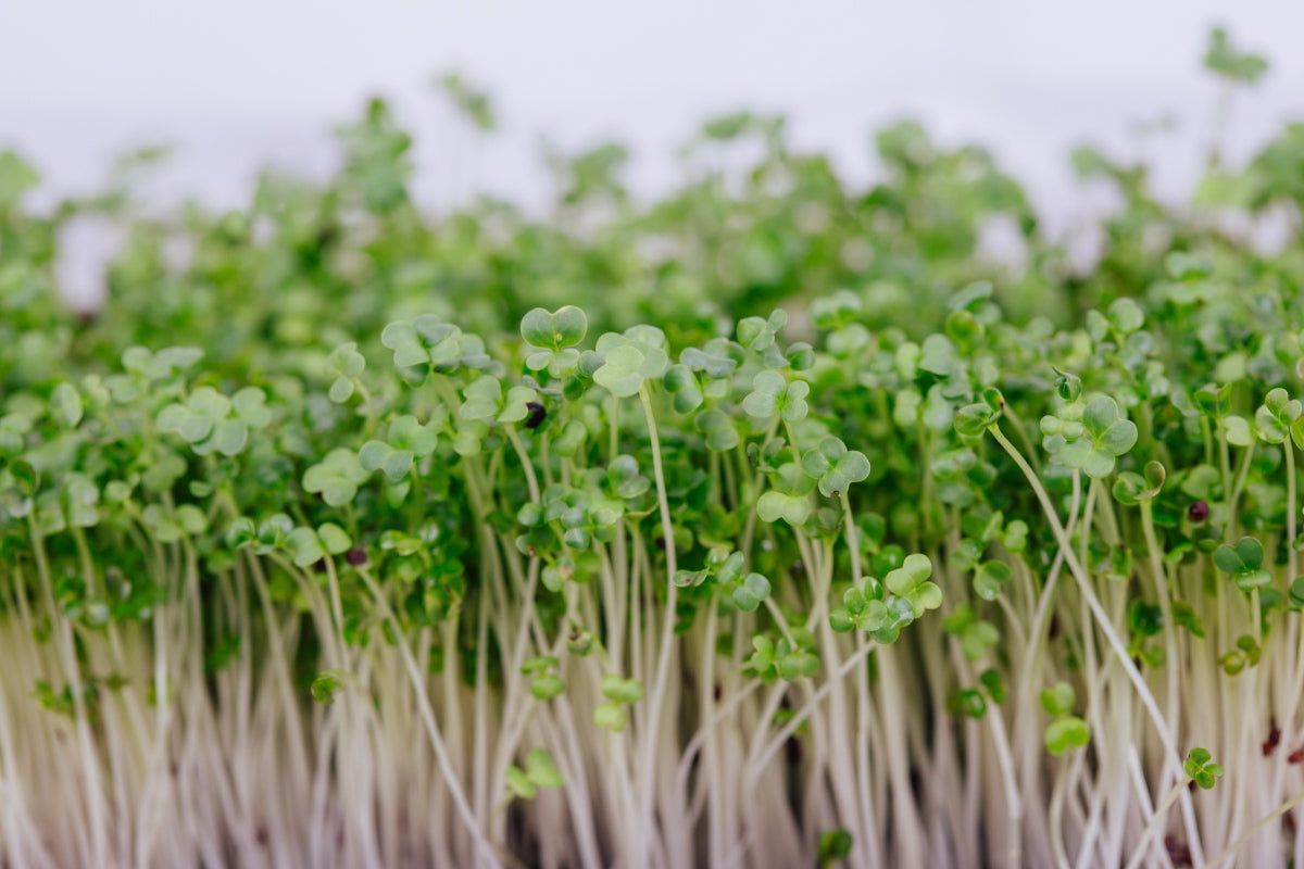 Broccoli Microgreens