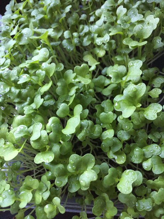 Radish Microgreens