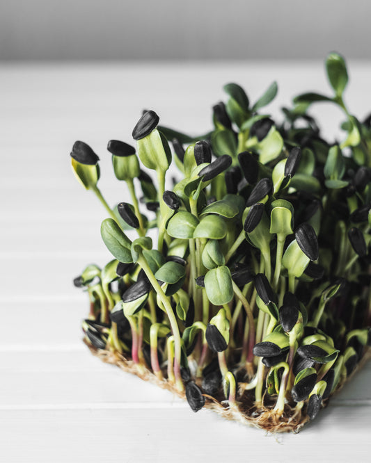 Sunflower Microgreens