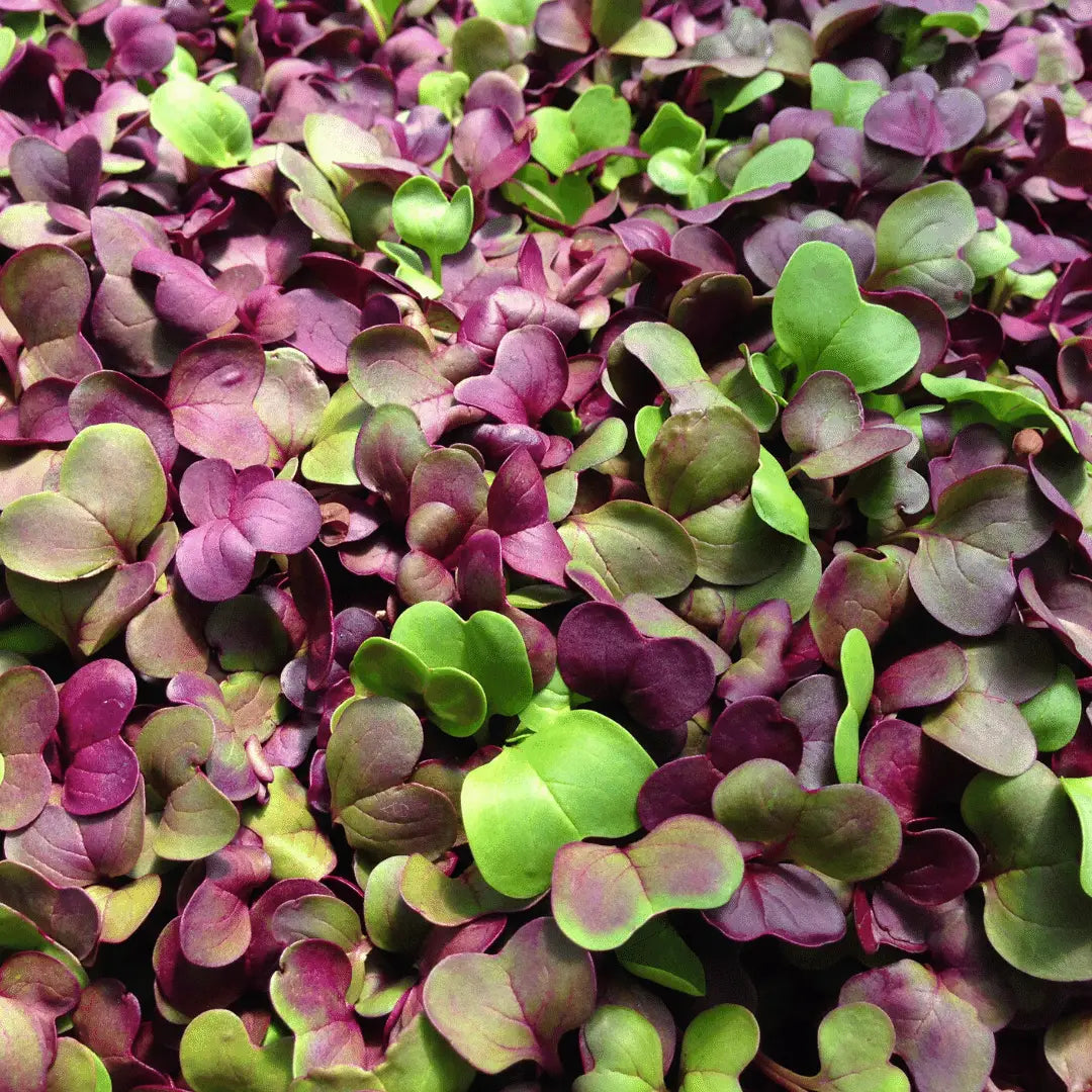 Radish Microgreens